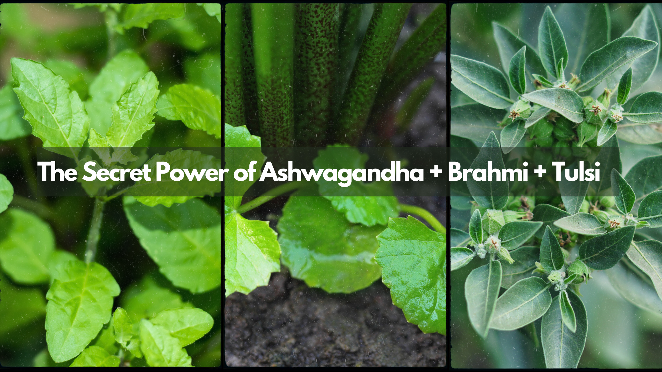 The Secret Power of Ashwagandha + Brahmi + Tulsi